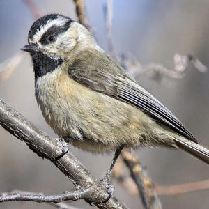 Mountain Chickadee